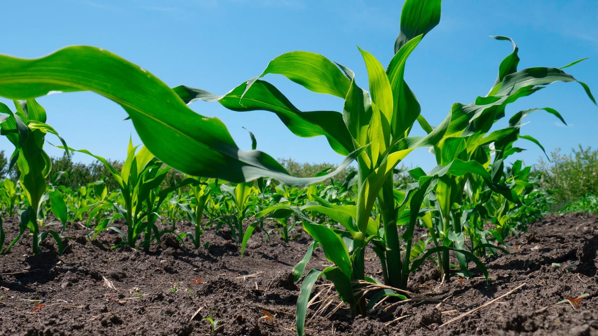 Jóvenes plantas de maíz creciendo en un campo soleado