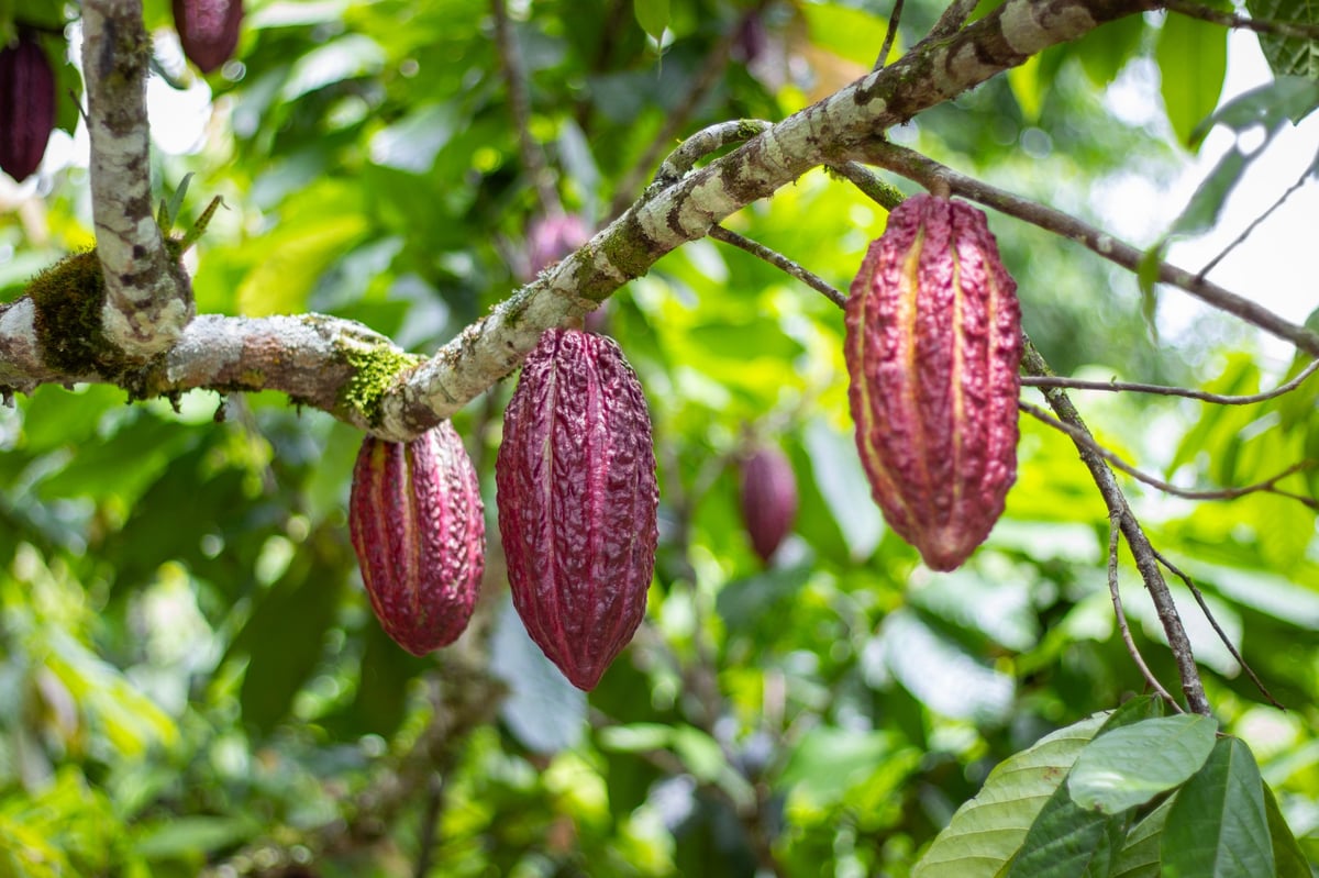 Mazorcas de cacao completas madurando en el árbol de la plantación